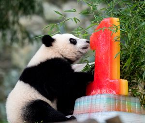 Preview wallpaper panda, animal, nature reserve, cute