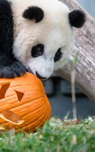 Preview wallpaper panda, animal, pumpkin, halloween