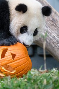 Preview wallpaper panda, animal, pumpkin, halloween