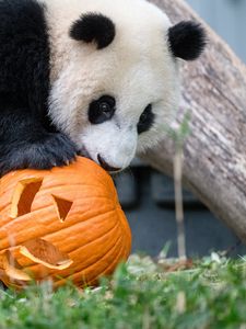 Preview wallpaper panda, animal, pumpkin, halloween