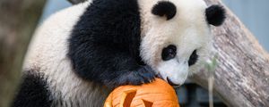 Preview wallpaper panda, animal, pumpkin, halloween