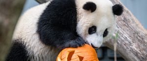 Preview wallpaper panda, animal, pumpkin, halloween