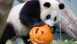 Preview wallpaper panda, animal, pumpkin, halloween