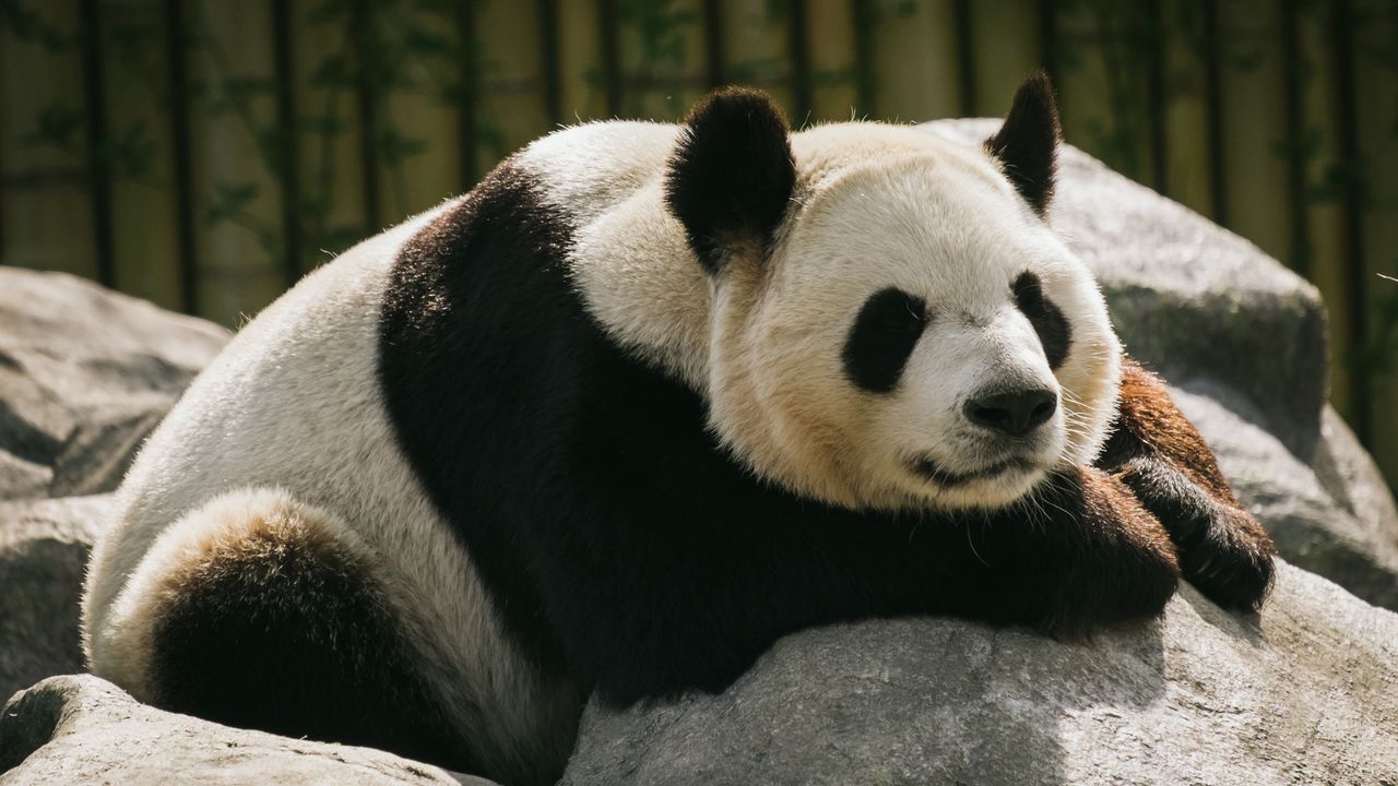 Wallpaper panda, animal, sleep