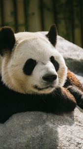 Preview wallpaper panda, animal, sleep