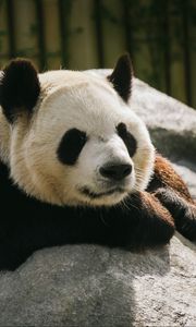 Preview wallpaper panda, animal, sleep