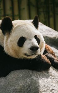 Preview wallpaper panda, animal, sleep