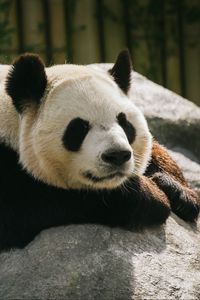 Preview wallpaper panda, animal, sleep