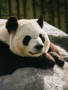 Preview wallpaper panda, animal, sleep