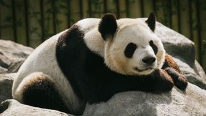 Preview wallpaper panda, animal, sleep