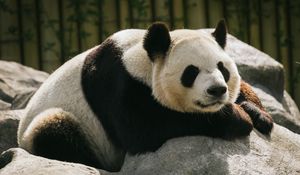 Preview wallpaper panda, animal, sleep