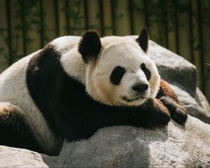 Preview wallpaper panda, animal, sleep