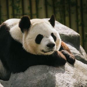 Preview wallpaper panda, animal, sleep