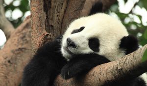 Preview wallpaper panda, animal, sleep, branch, tree