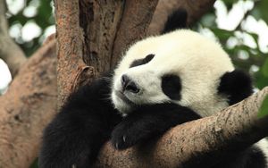Preview wallpaper panda, animal, sleep, branch, tree