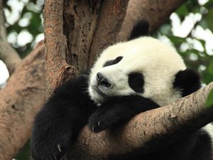 Preview wallpaper panda, animal, sleep, branch, tree
