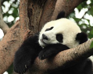 Preview wallpaper panda, animal, sleep, branch, tree