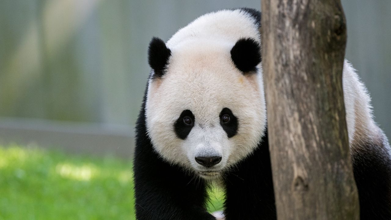 Wallpaper panda, animal, tree, cute