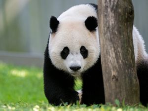 Preview wallpaper panda, animal, tree, cute