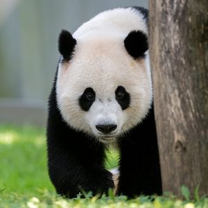 Preview wallpaper panda, animal, tree, cute