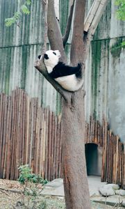 Preview wallpaper panda, animal, tree