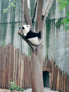 Preview wallpaper panda, animal, tree