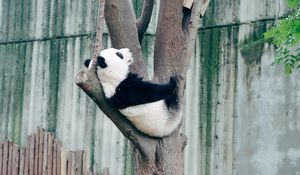 Preview wallpaper panda, animal, tree