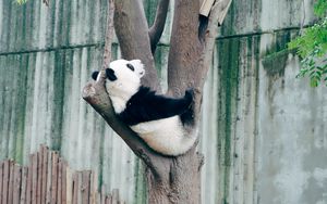 Preview wallpaper panda, animal, tree