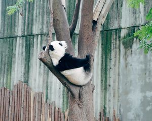 Preview wallpaper panda, animal, tree