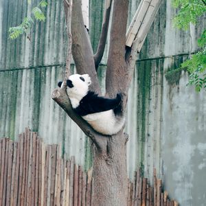 Preview wallpaper panda, animal, tree