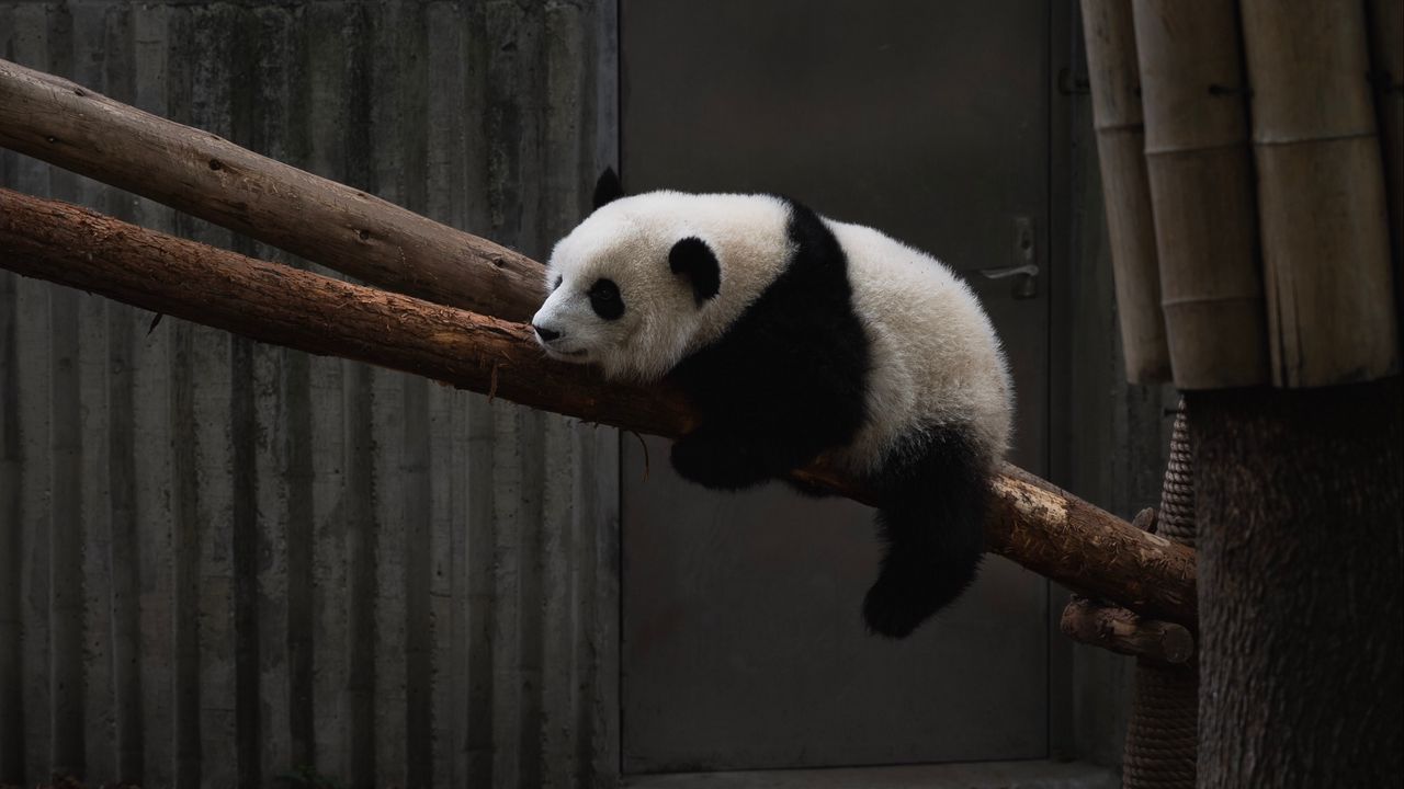Wallpaper panda, animal, tree, bamboo