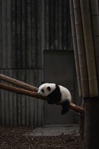 Preview wallpaper panda, animal, tree, bamboo