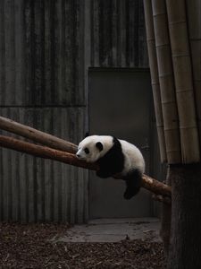 Preview wallpaper panda, animal, tree, bamboo