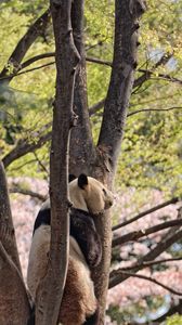 Preview wallpaper panda, animal, tree, wildlife