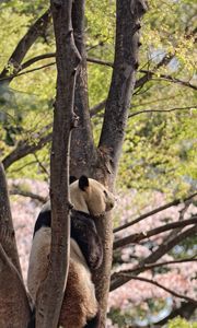 Preview wallpaper panda, animal, tree, wildlife