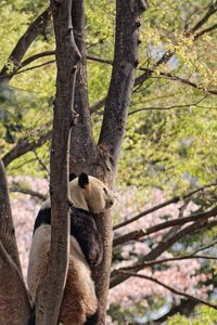 Preview wallpaper panda, animal, tree, wildlife