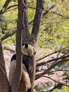 Preview wallpaper panda, animal, tree, wildlife