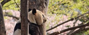 Preview wallpaper panda, animal, tree, wildlife