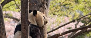 Preview wallpaper panda, animal, tree, wildlife