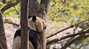 Preview wallpaper panda, animal, tree, wildlife