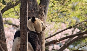 Preview wallpaper panda, animal, tree, wildlife