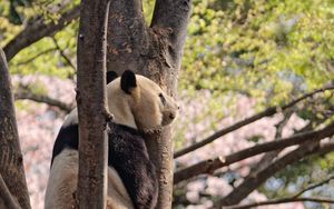 Preview wallpaper panda, animal, tree, wildlife