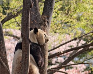 Preview wallpaper panda, animal, tree, wildlife