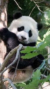 Preview wallpaper panda, animal, tree, cute, cool