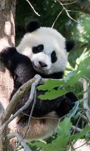 Preview wallpaper panda, animal, tree, cute, cool