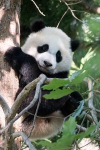 Preview wallpaper panda, animal, tree, cute, cool