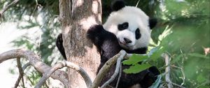 Preview wallpaper panda, animal, tree, cute, cool