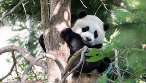 Preview wallpaper panda, animal, tree, cute, cool