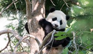 Preview wallpaper panda, animal, tree, cute, cool