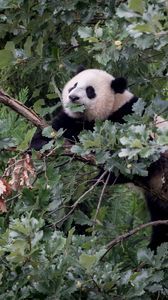 Preview wallpaper panda, animal, tree, branches